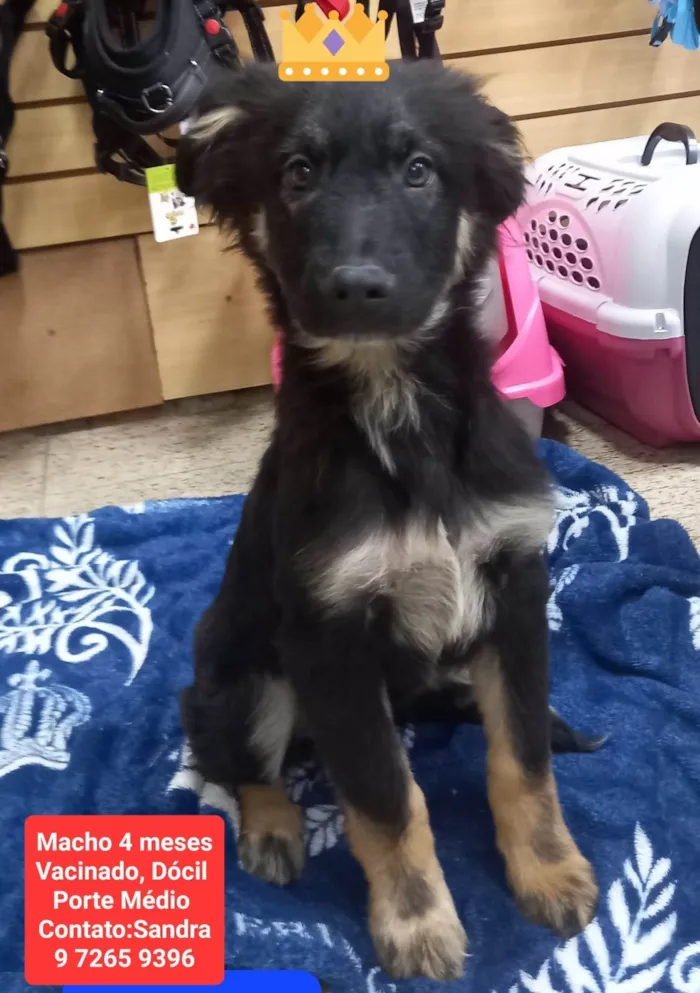 Cachorro ra a SRD idade 2 a 6 meses nome Bento
