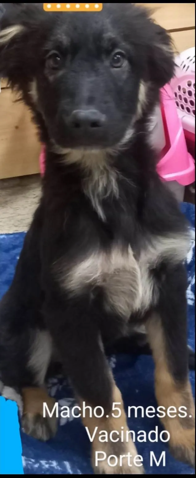 Cachorro ra a SRD idade 2 a 6 meses nome Bento