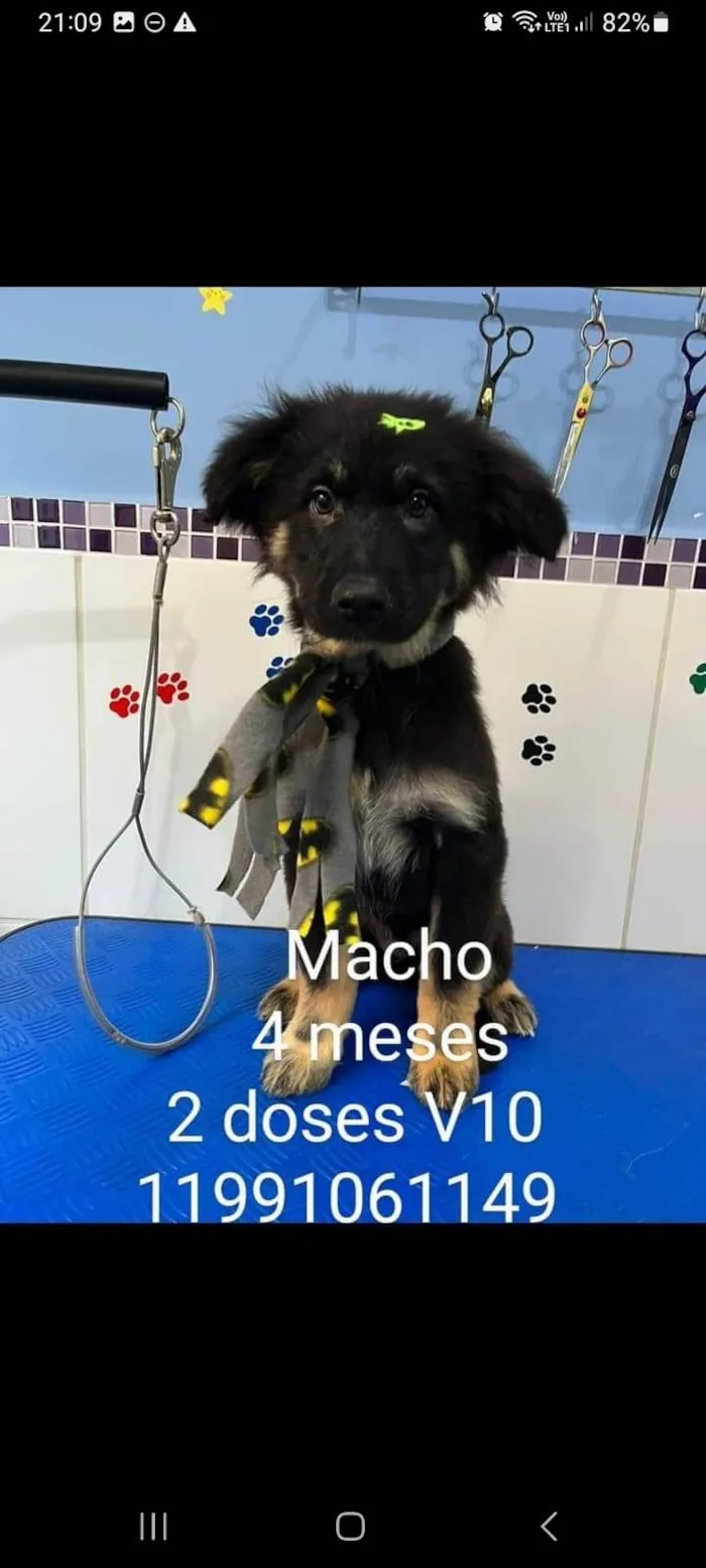 Cachorro ra a SRD idade 2 a 6 meses nome Bento