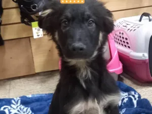 Cachorro raça SRD idade 2 a 6 meses nome Bento