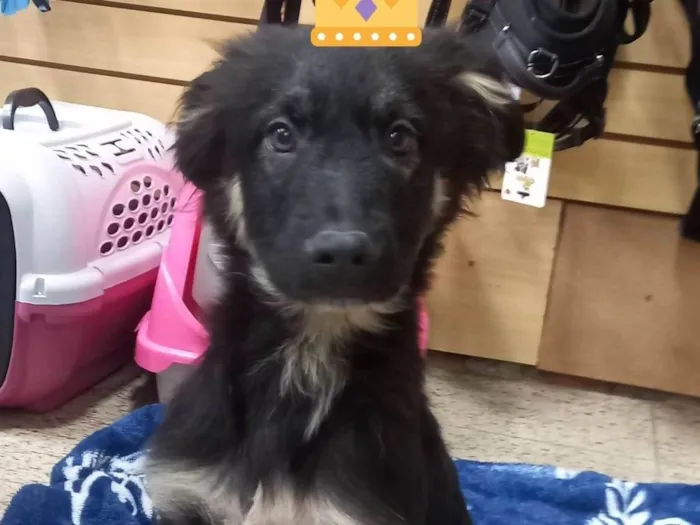 Cachorro ra a SRD idade 2 a 6 meses nome Bento