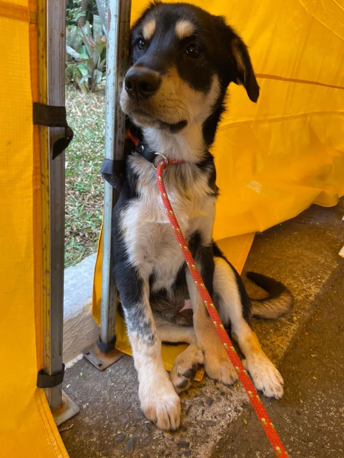 Cachorro ra a SRD idade 2 a 6 meses nome  Zeus