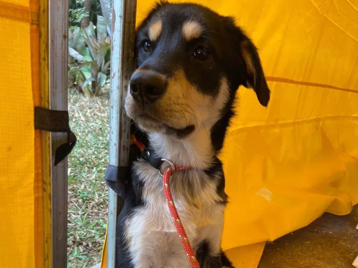 Cachorro ra a SRD idade 2 a 6 meses nome  Zeus