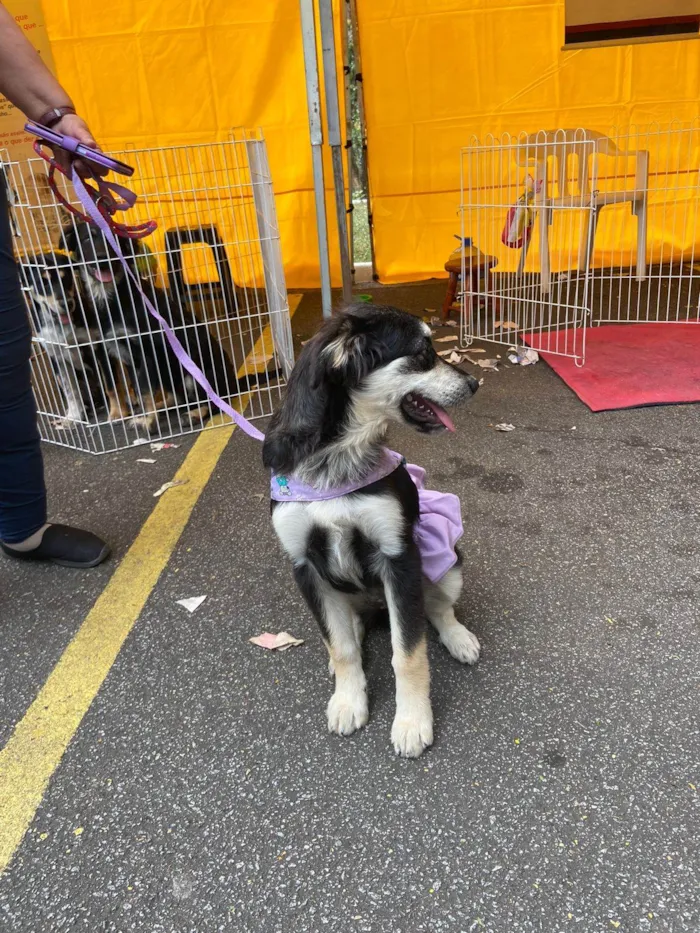 Cachorro ra a SRD idade 2 a 6 meses nome Pietra