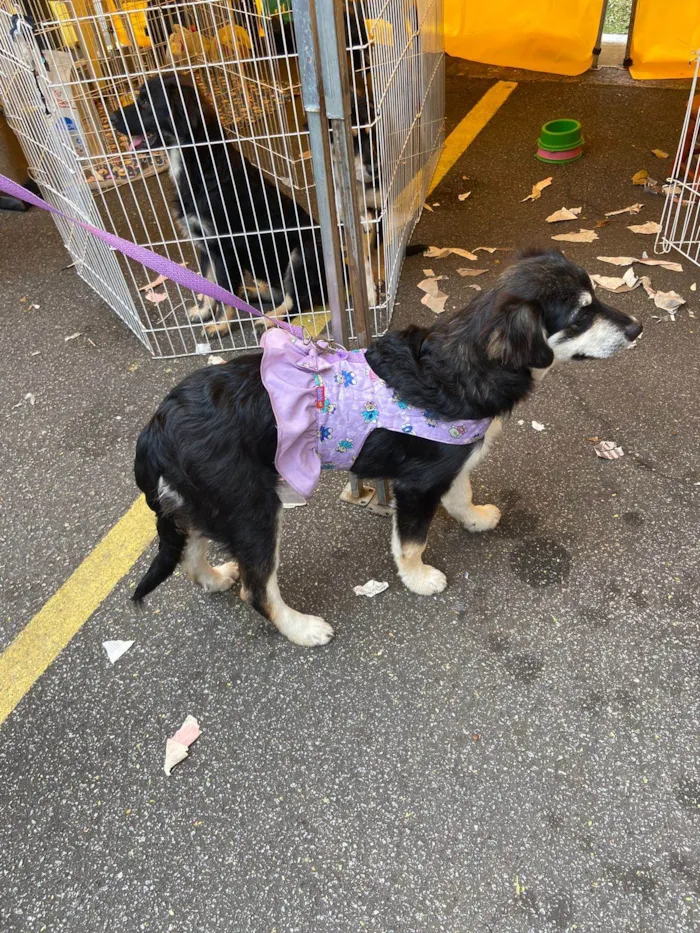 Cachorro ra a SRD idade 2 a 6 meses nome Pietra