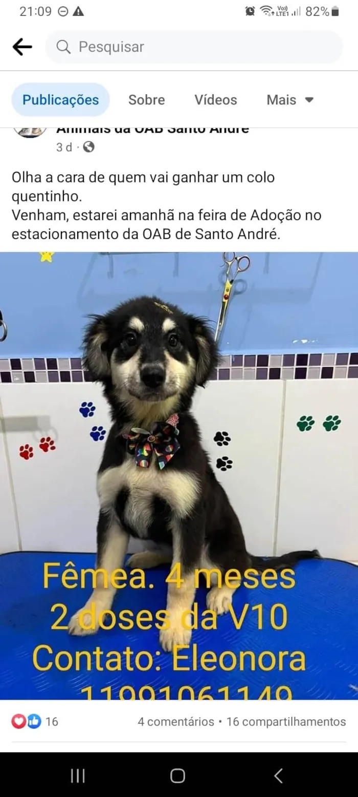 Cachorro ra a SRD idade 2 a 6 meses nome Pietra