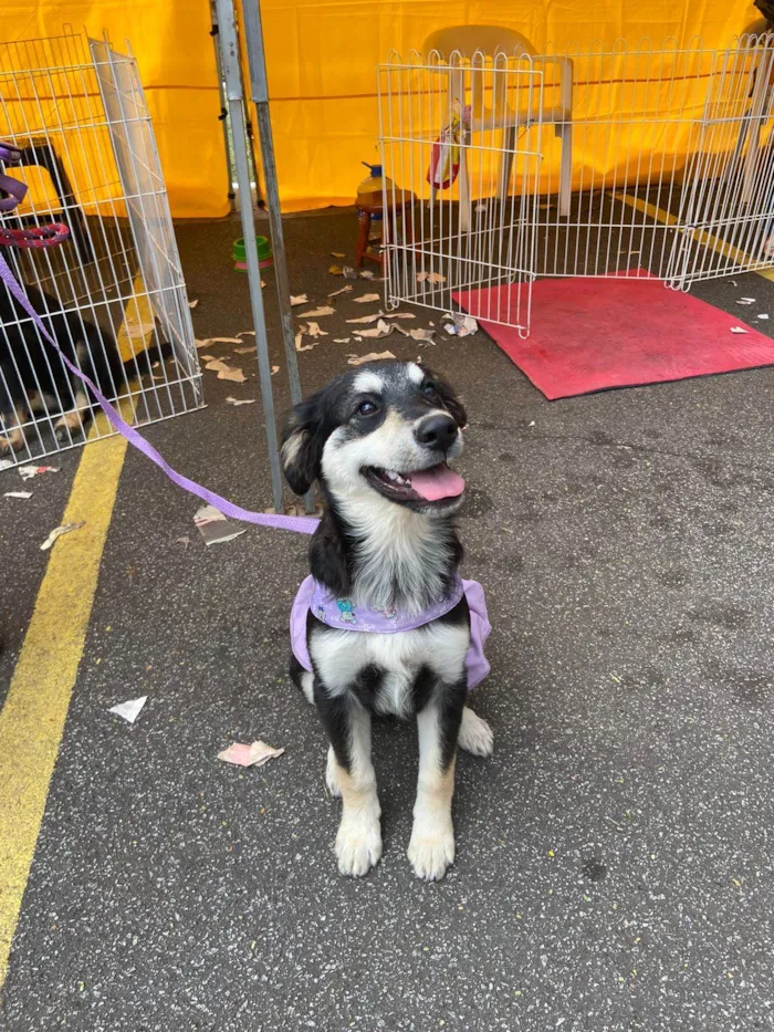 Cachorro ra a SRD idade 2 a 6 meses nome Pietra