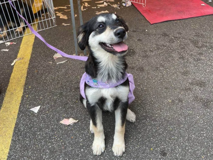 Cachorro ra a SRD idade 2 a 6 meses nome Pietra