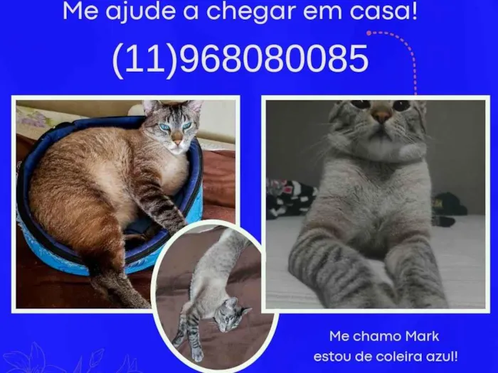 Gato ra a SRD-ViraLata idade 4 anos nome Mark