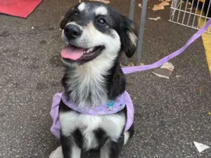 Cachorro raça SRD idade 2 a 6 meses nome Pietra