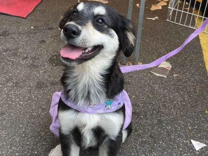 Cachorro ra a SRD idade 2 a 6 meses nome Pietra