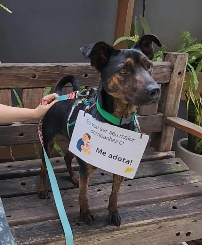Cachorro ra a  idade 2 anos nome Zeca