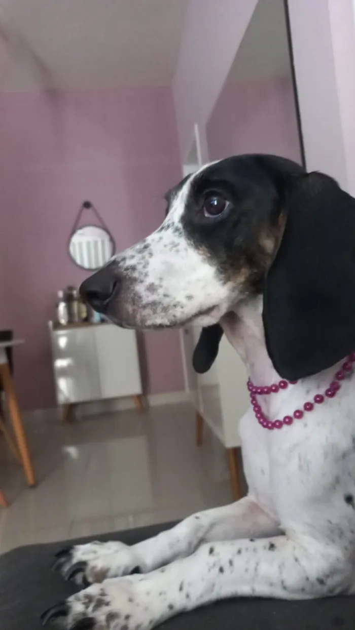 Cachorro ra a Sem raça  idade 3 anos nome Matilda 