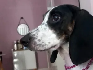 Cachorro raça Sem raça  idade 3 anos nome Matilda 