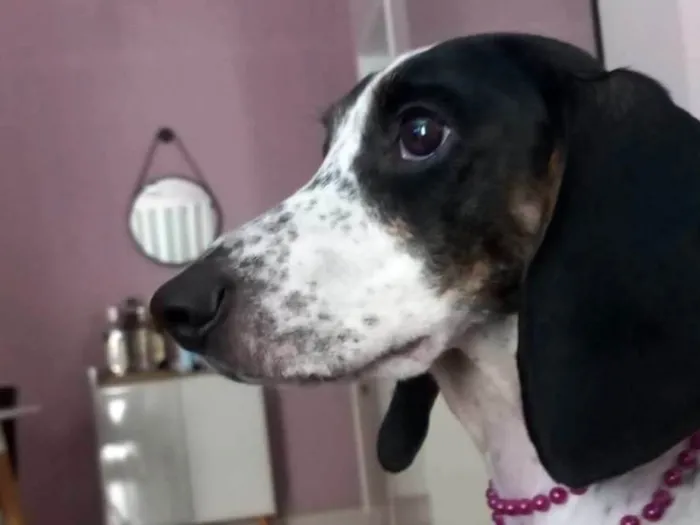 Cachorro ra a Sem raça  idade 3 anos nome Matilda 