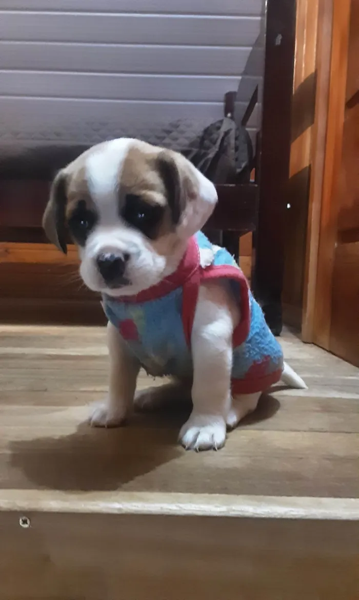 Cachorro ra a Buldogue com Beagle  idade Abaixo de 2 meses nome Yug