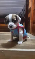 Yug