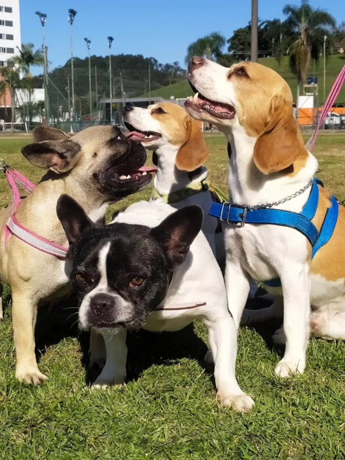 Cachorro ra a Buldogue com Beagle  idade Abaixo de 2 meses nome Yug