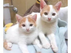 Gato raça SRD-ViraLata idade 2 a 6 meses nome Frederico & Harry