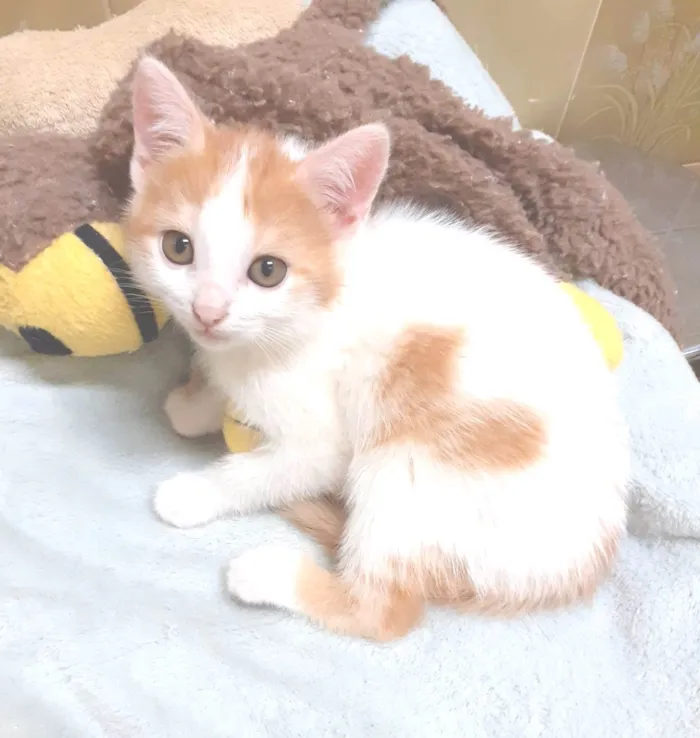 Gato ra a SRD-ViraLata idade 2 a 6 meses nome Frederico & Harry