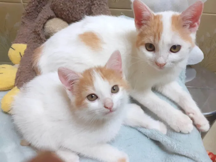 Gato ra a SRD-ViraLata idade 2 a 6 meses nome Frederico & Harry