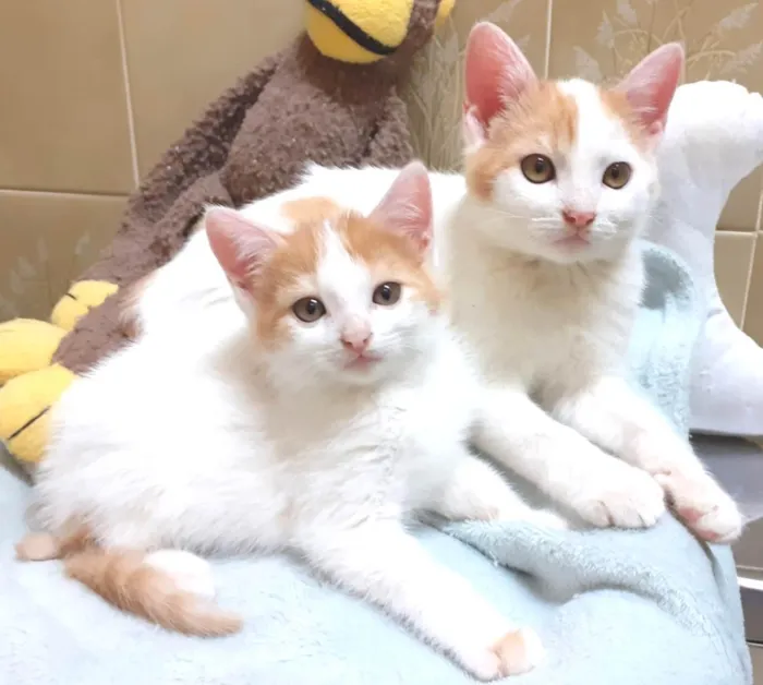 Gato ra a SRD-ViraLata idade 2 a 6 meses nome Frederico & Harry
