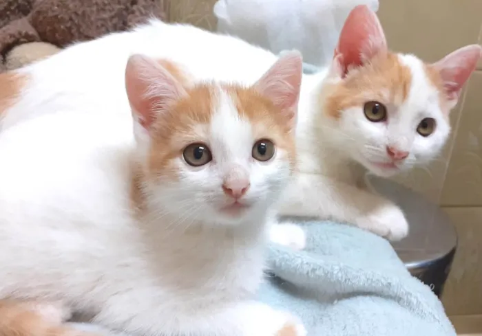 Gato ra a SRD-ViraLata idade 2 a 6 meses nome Frederico & Harry