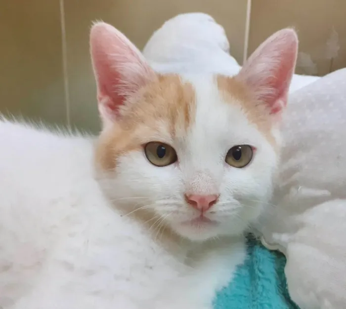 Gato ra a SRD-ViraLata idade 2 a 6 meses nome Frederico & Harry