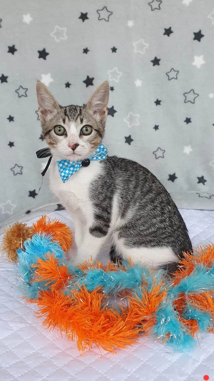 Gato ra a SRD-ViraLata idade 2 a 6 meses nome BECKHAM 