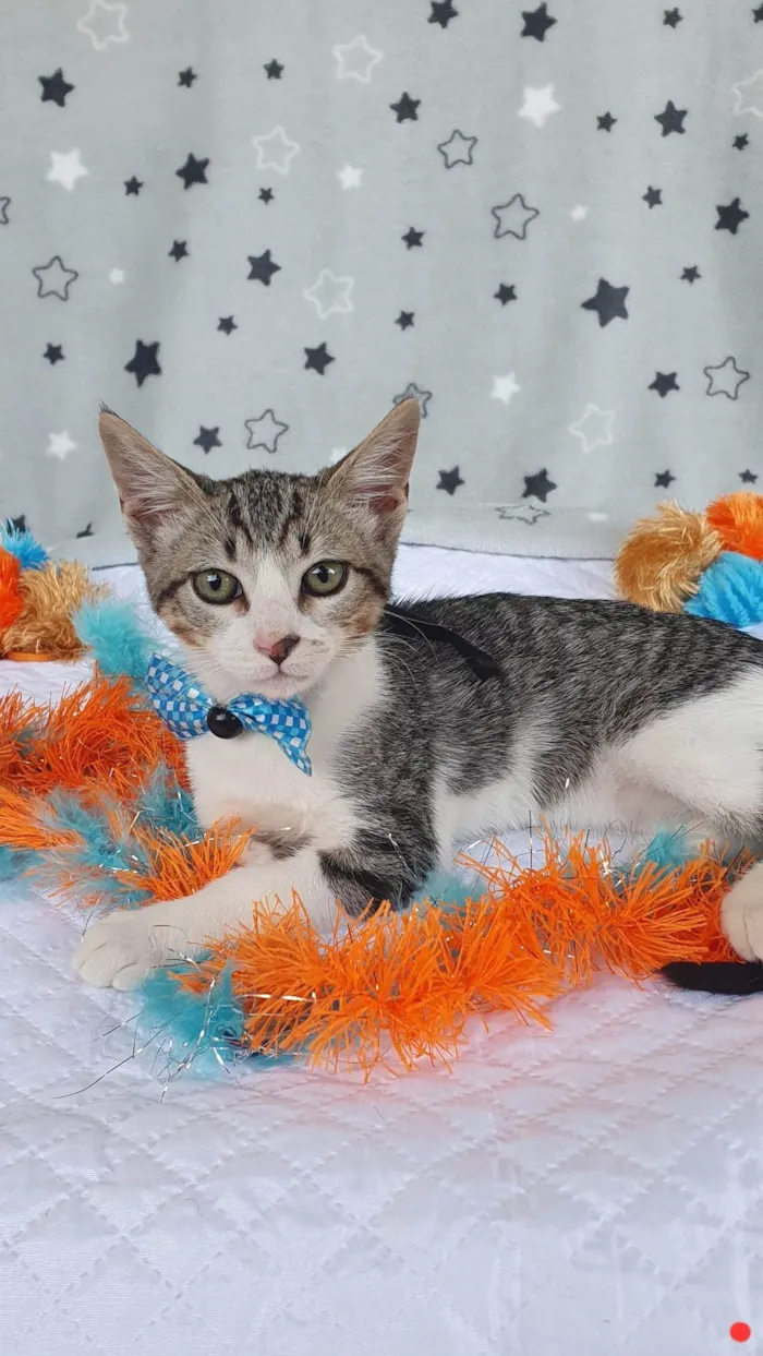 Gato ra a SRD-ViraLata idade 2 a 6 meses nome BECKHAM 