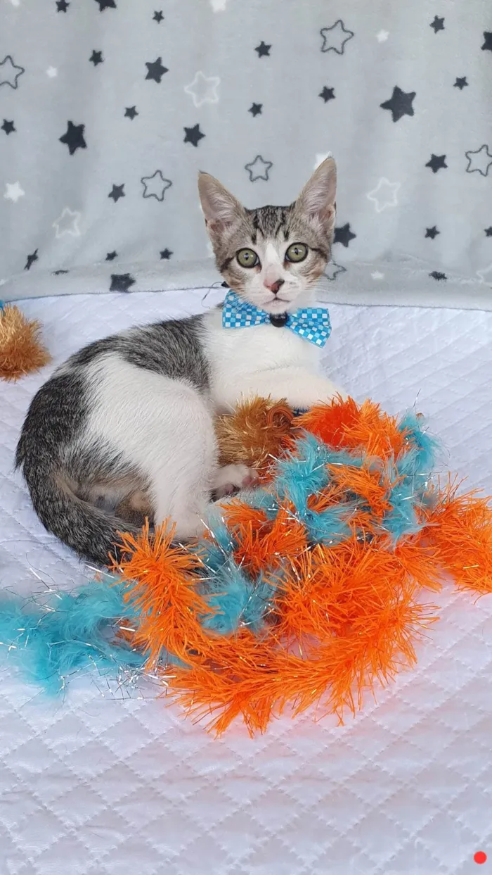 Gato ra a SRD-ViraLata idade 2 a 6 meses nome BECKHAM 