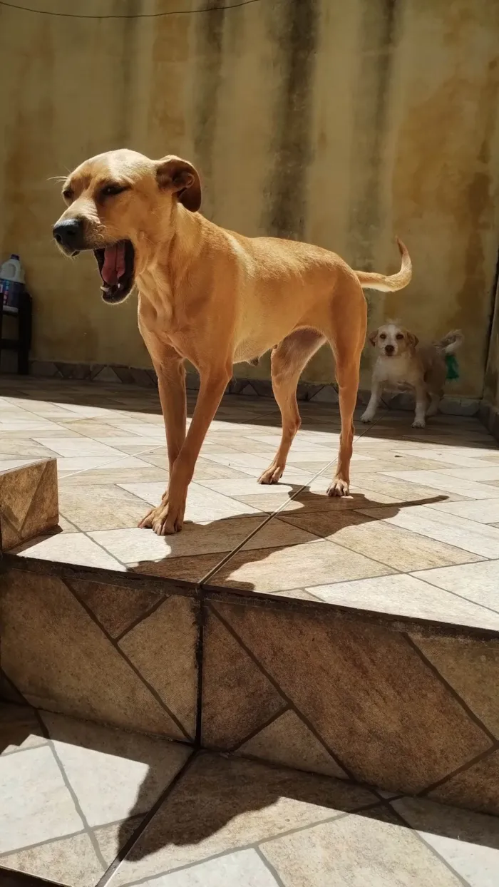 Cachorro ra a No lo se idade 2 anos nome Princesa