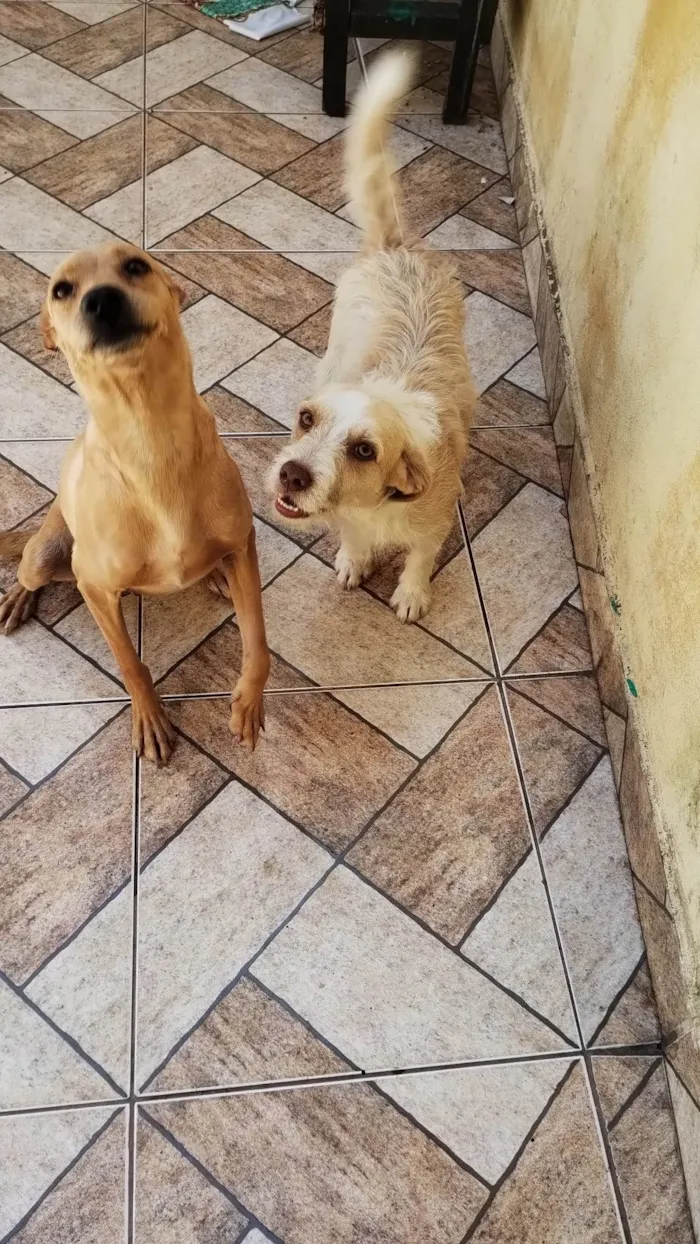 Cachorro ra a No lo se idade 2 anos nome Princesa