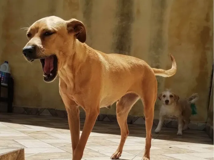 Cachorro ra a No lo se idade 2 anos nome Princesa