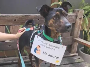 Cachorro raça  idade 2 anos nome Zeca