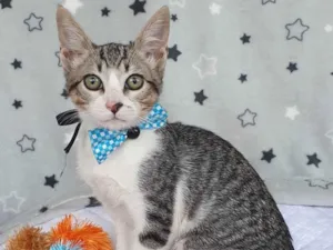 Gato raça SRD-ViraLata idade 2 a 6 meses nome BECKHAM 