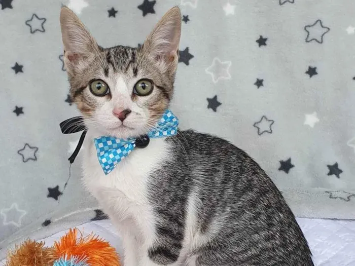 Gato ra a SRD-ViraLata idade 2 a 6 meses nome BECKHAM 
