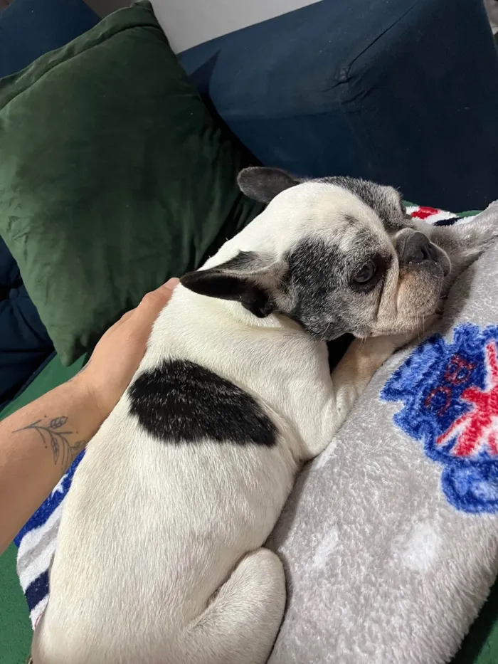 Cachorro ra a Bulldog francês  idade  nome Flora