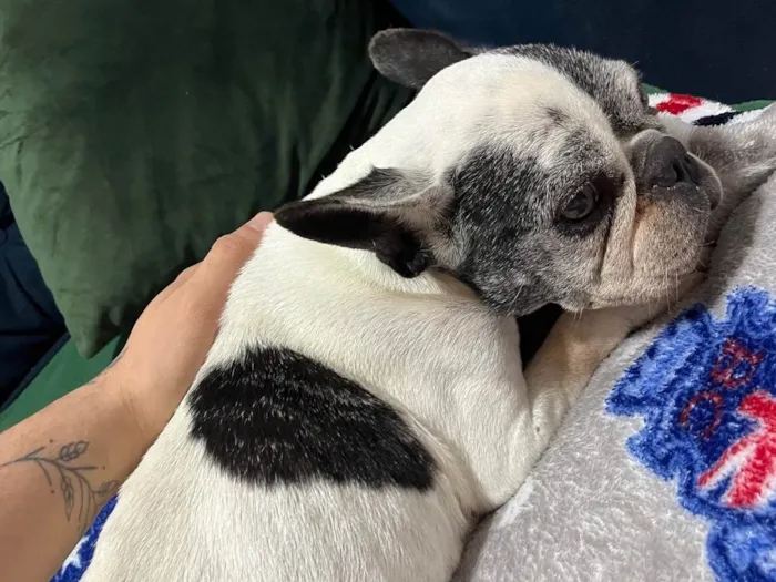 Cachorro ra a Bulldog francês  idade  nome Flora