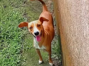 Cachorro raça Srd idade 1 ano nome Nina