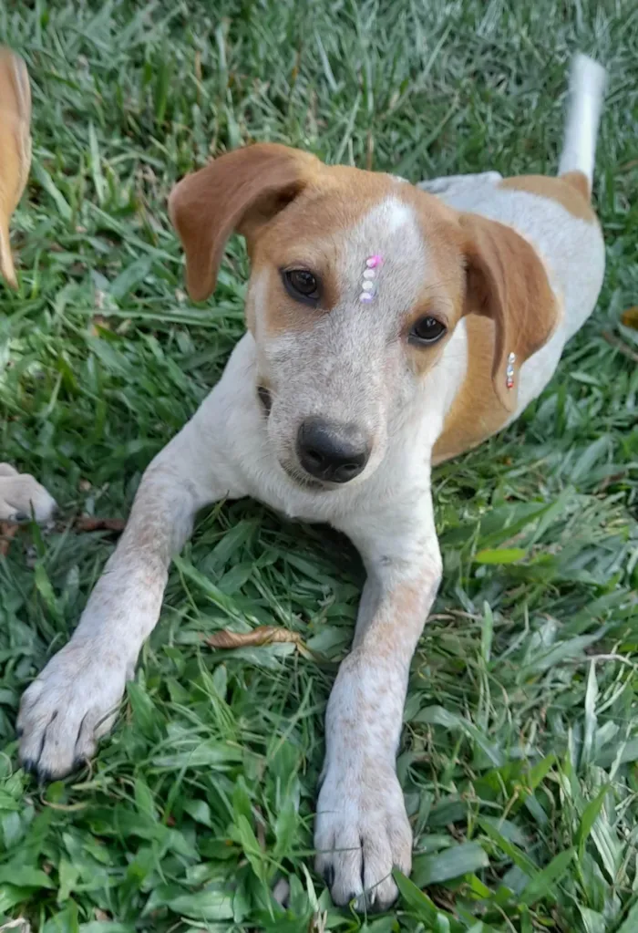 Cachorro ra a SRD-ViraLata idade 2 a 6 meses nome Paçoca 