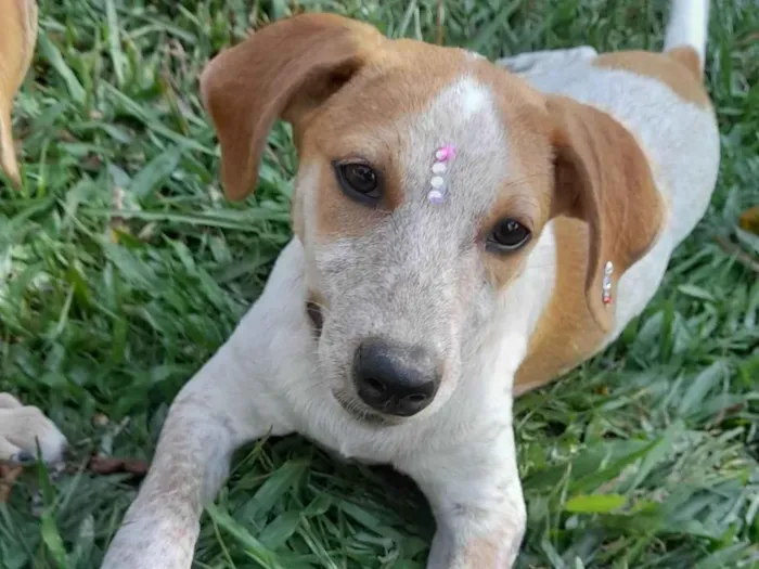 Cachorro ra a SRD-ViraLata idade 2 a 6 meses nome Paçoca 