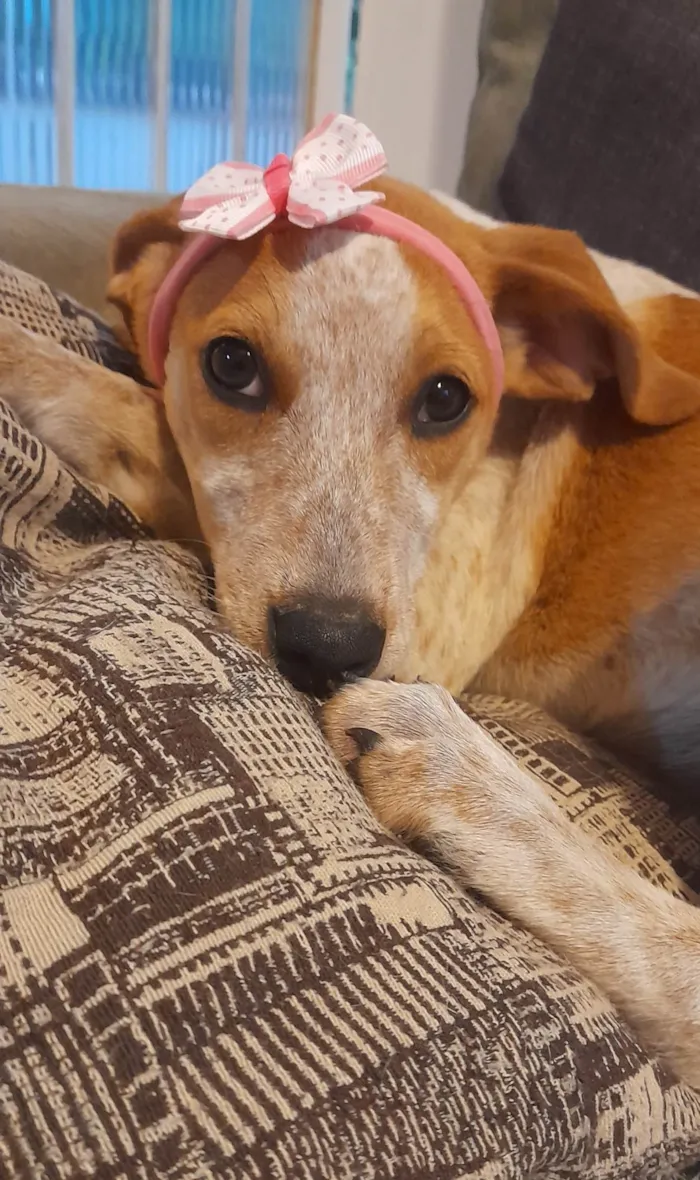 Cachorro ra a SRD-ViraLata idade 2 a 6 meses nome Paçoca 
