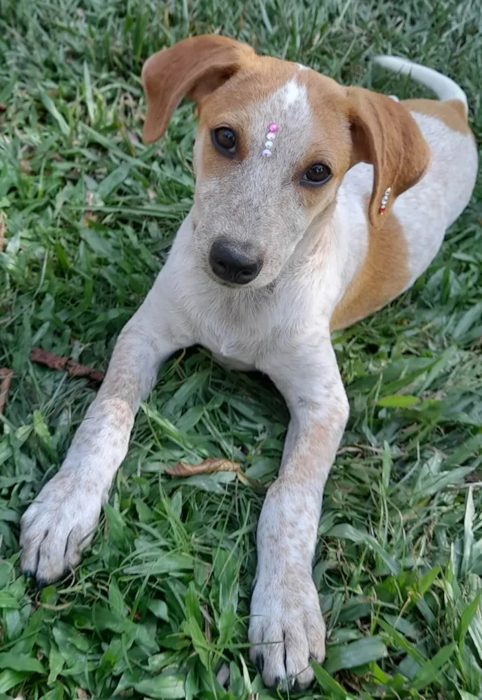 Cachorro ra a SRD-ViraLata idade 2 a 6 meses nome Paçoca 