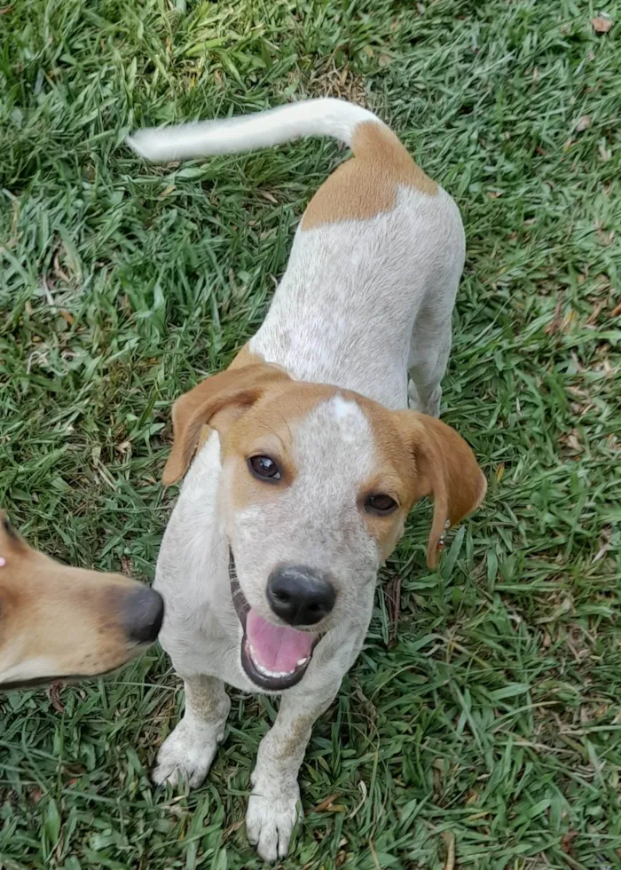 Cachorro ra a SRD-ViraLata idade 2 a 6 meses nome Paçoca 