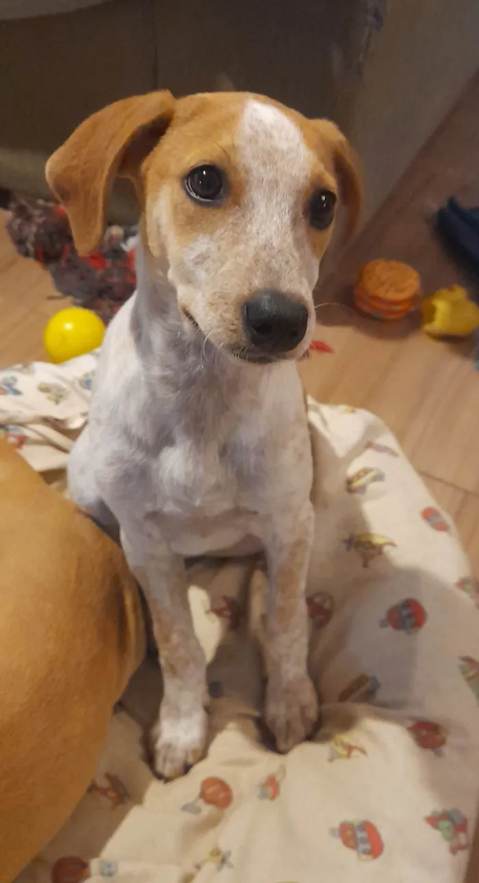Cachorro ra a SRD-ViraLata idade 2 a 6 meses nome Paçoca 