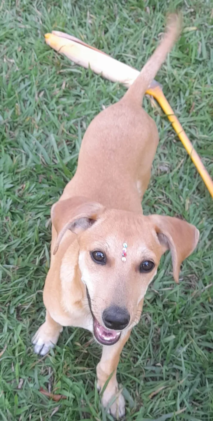 Cachorro ra a SRD-ViraLata idade 2 a 6 meses nome Mel