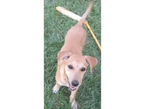 Cachorro raça SRD-ViraLata idade 2 a 6 meses nome Mel