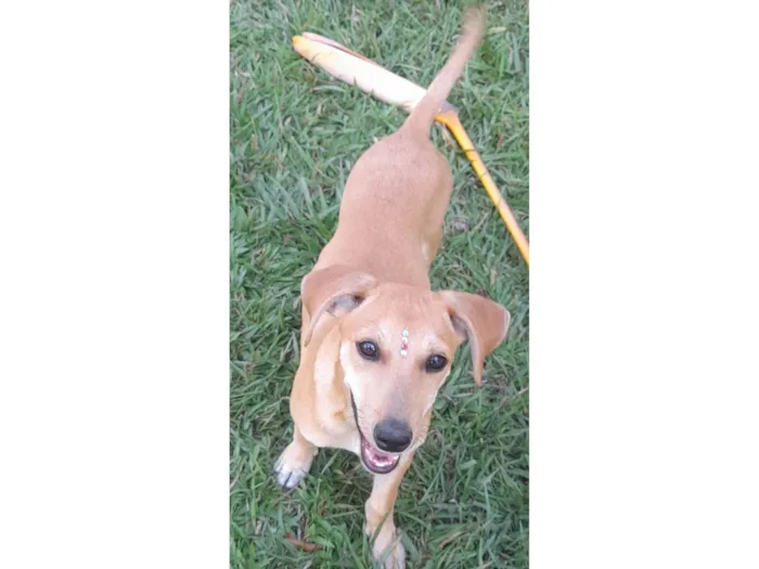 Cachorro ra a SRD-ViraLata idade 2 a 6 meses nome Mel
