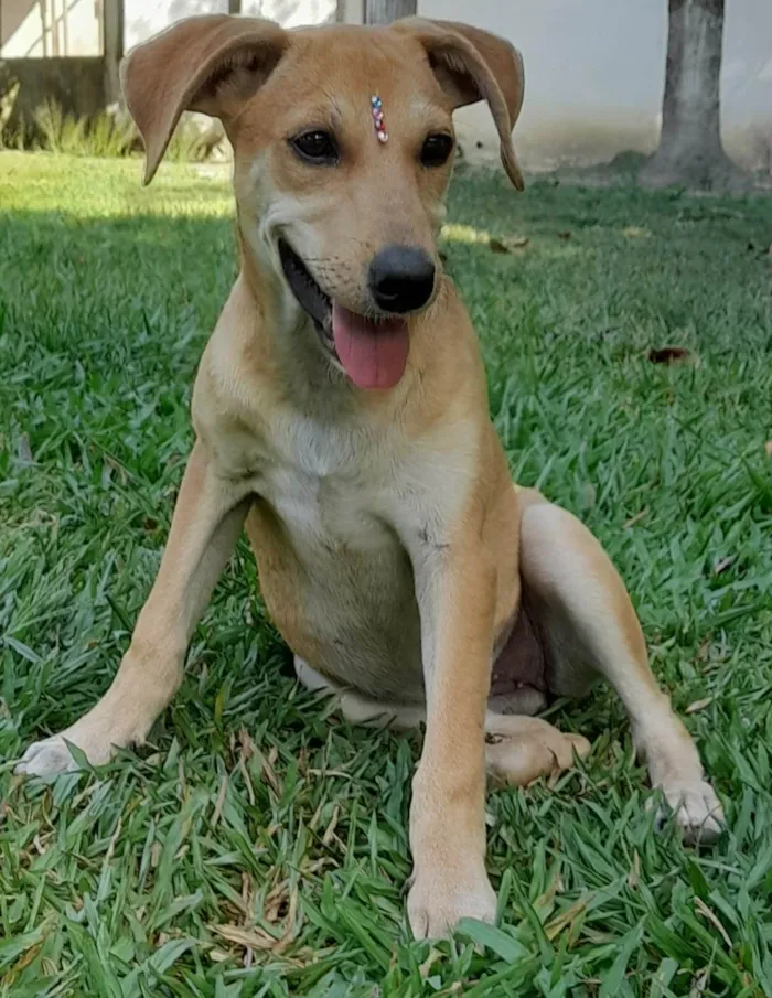 Cachorro ra a SRD-ViraLata idade 2 a 6 meses nome Mel
